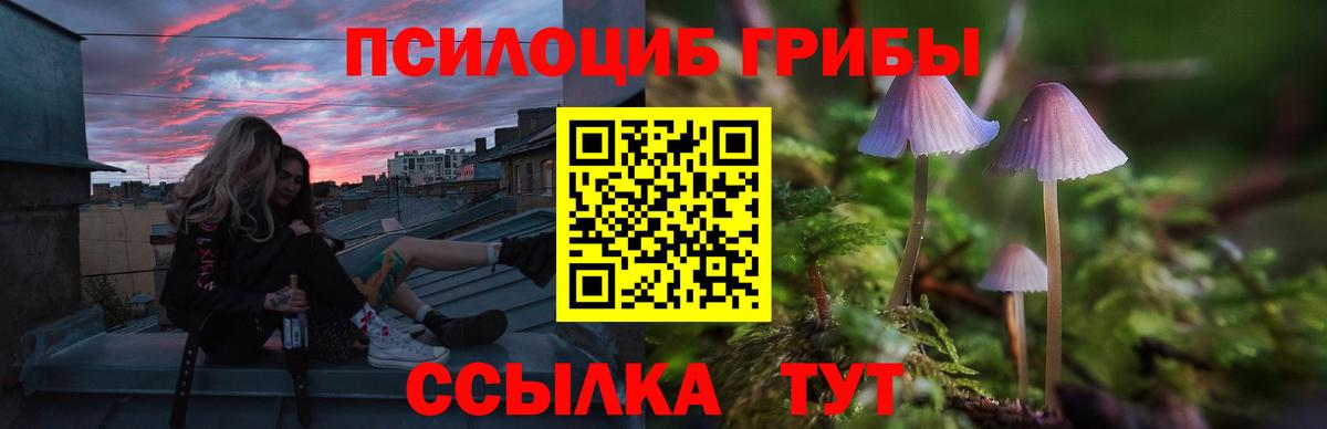 Галлюциногенные грибы Psilocybe Ковров